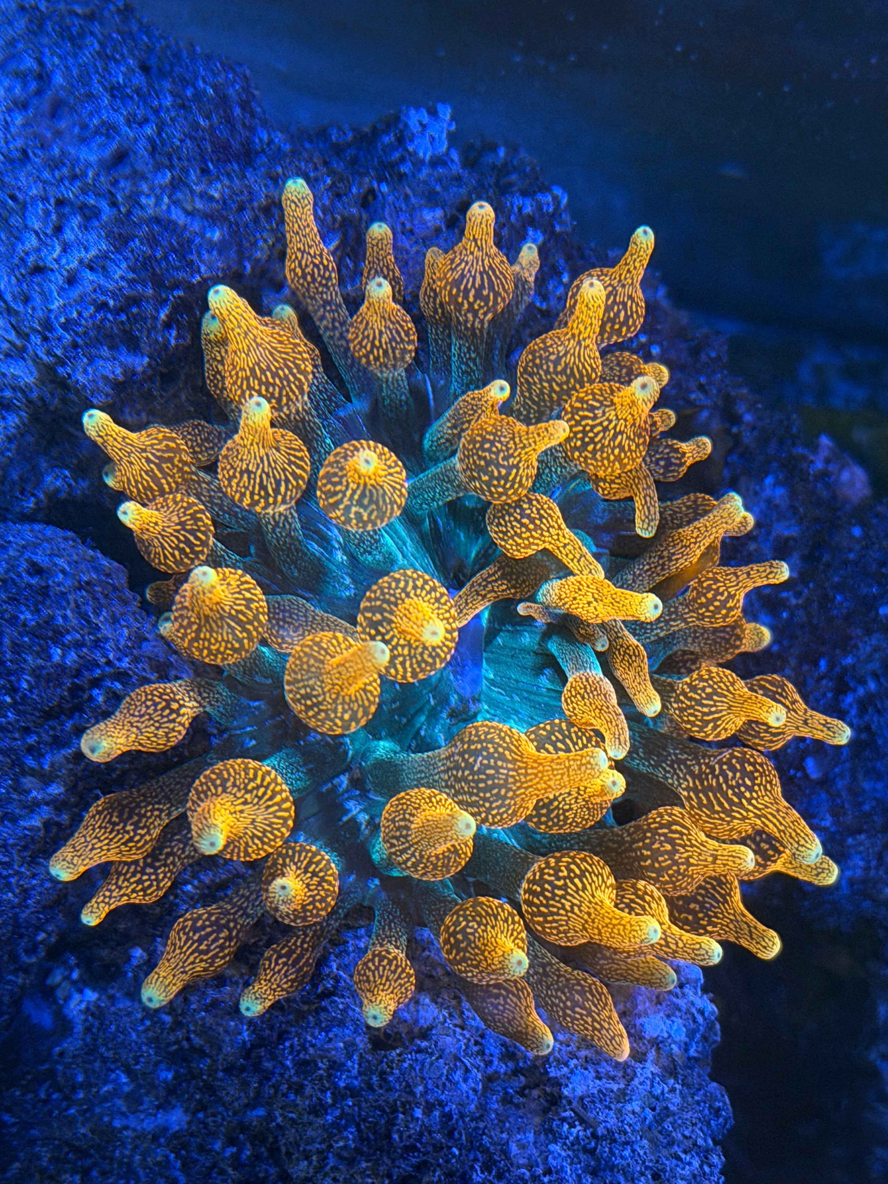 Colorado Sunburst Anemone