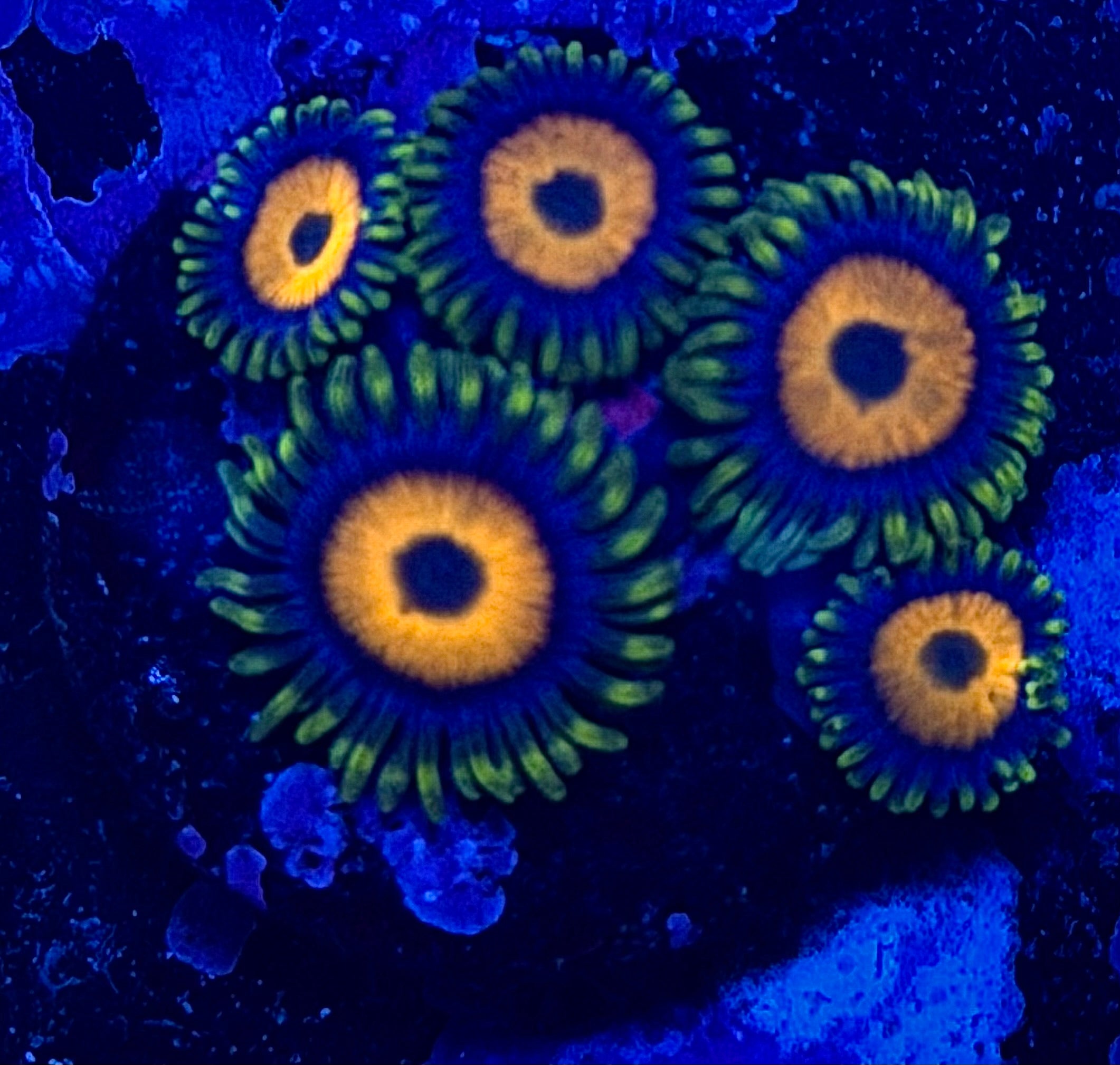 Sunflower Zoanthids