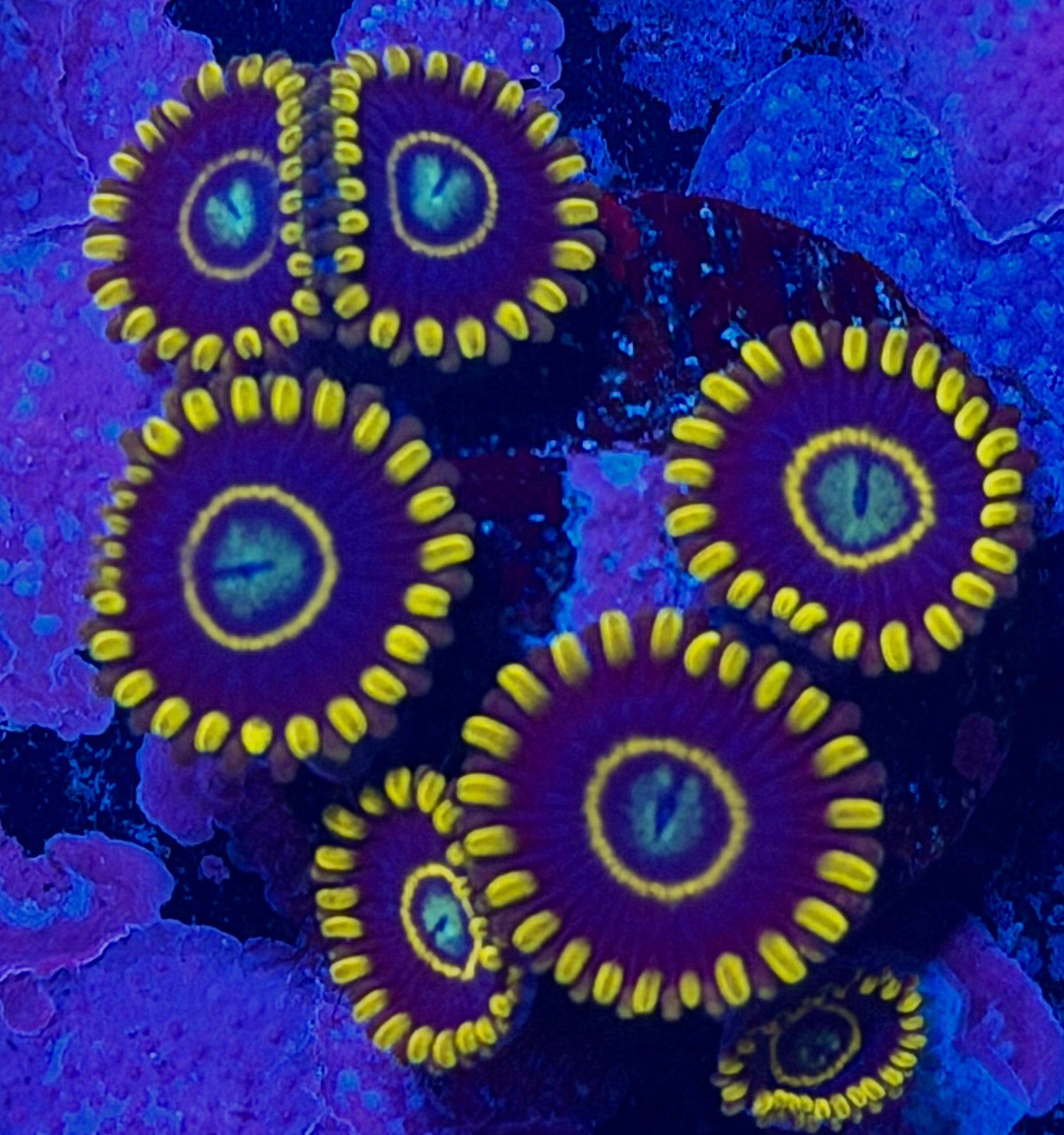 Blue Hornet Zoanthids – oceanviewaquariums