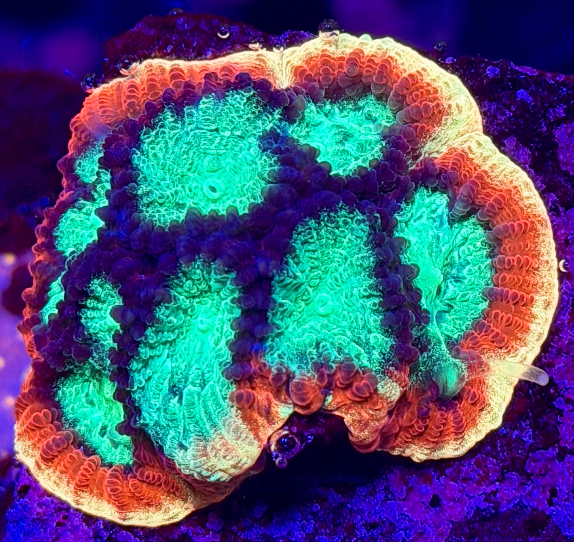 Psycho Rainbow Rim Favia