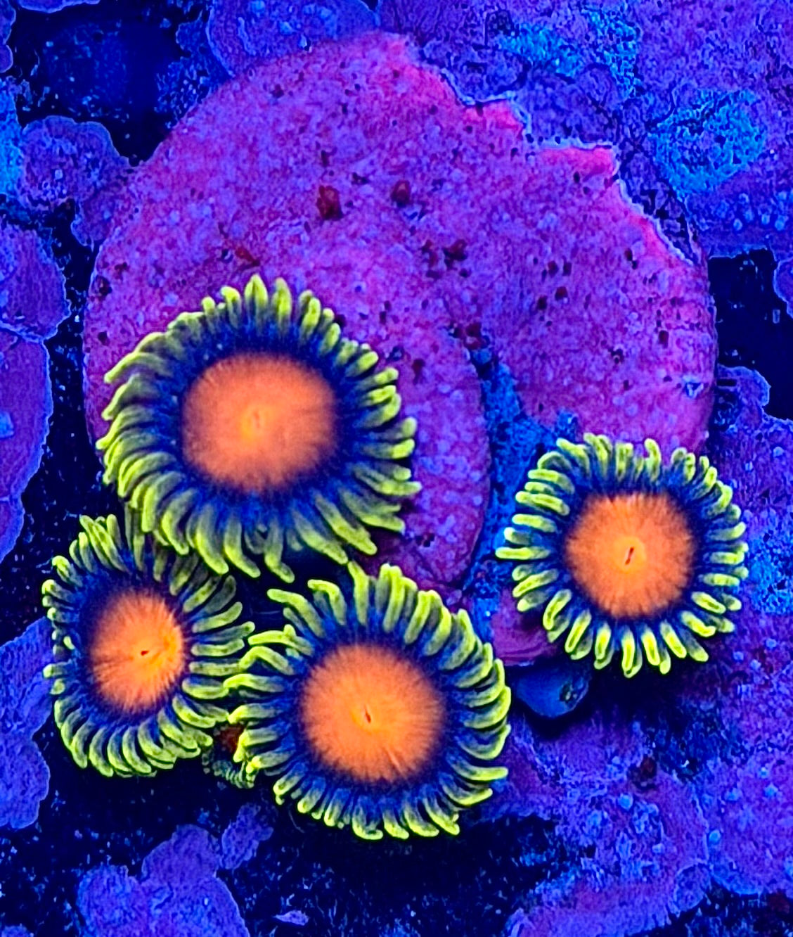Yellow Brick Road Zoanthids