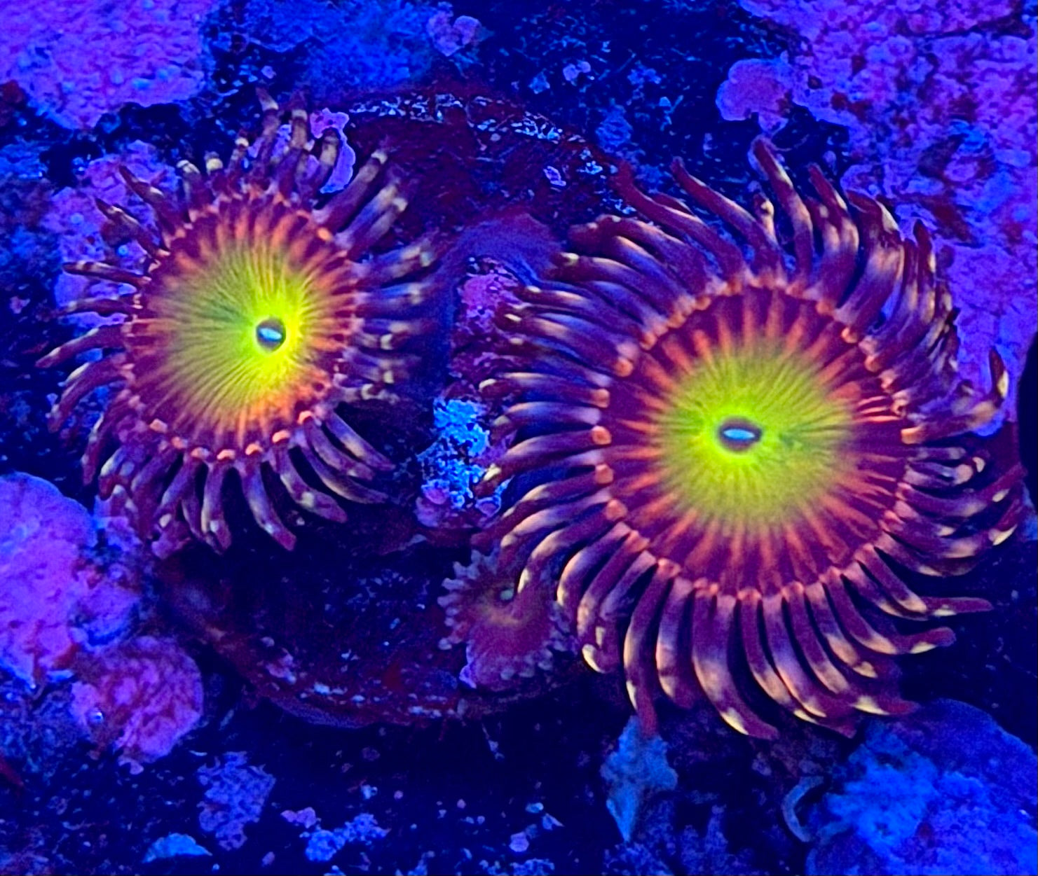 Candy Apple Pink Zoanthids