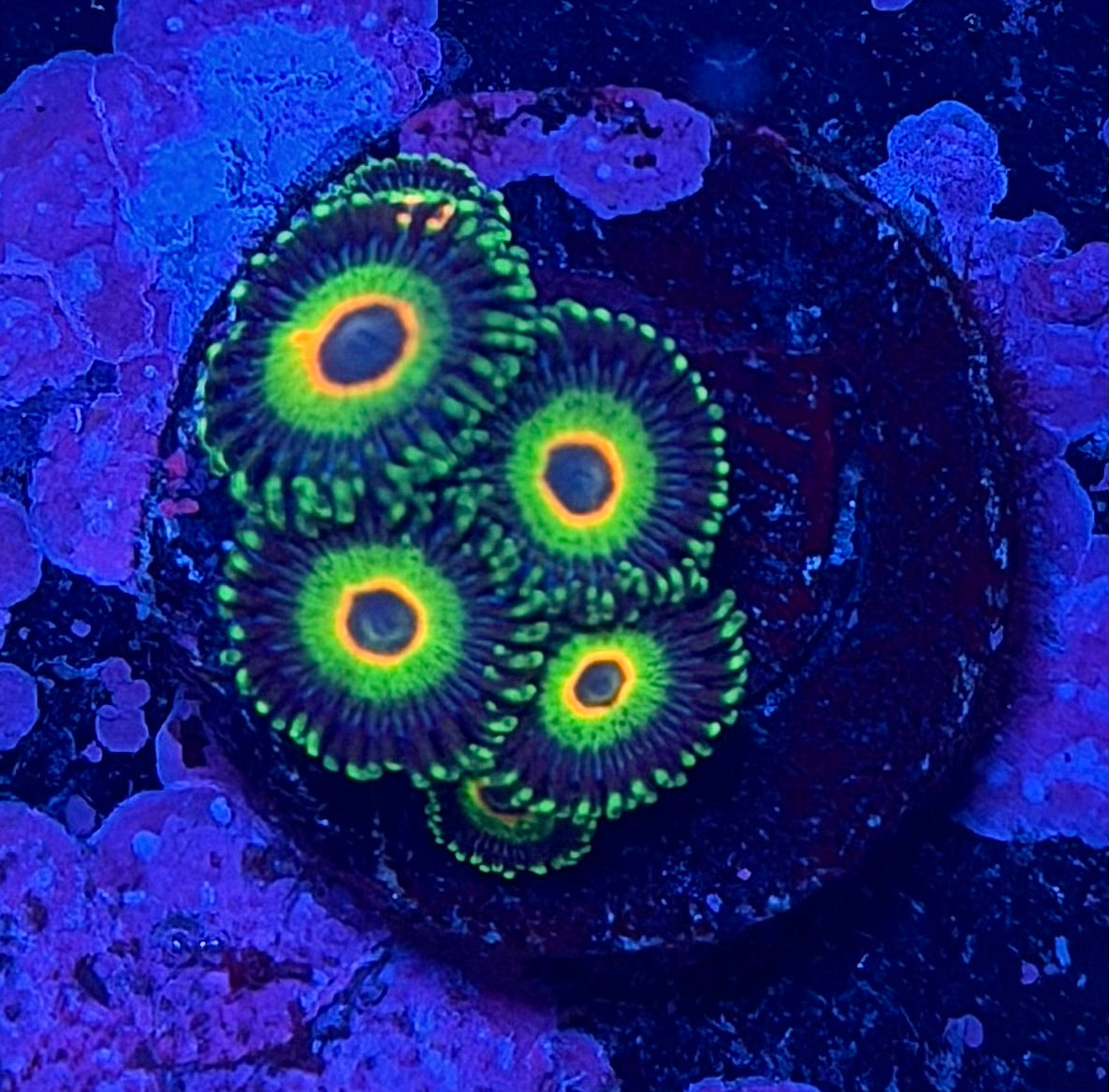 Electric Rasta Zoanthids