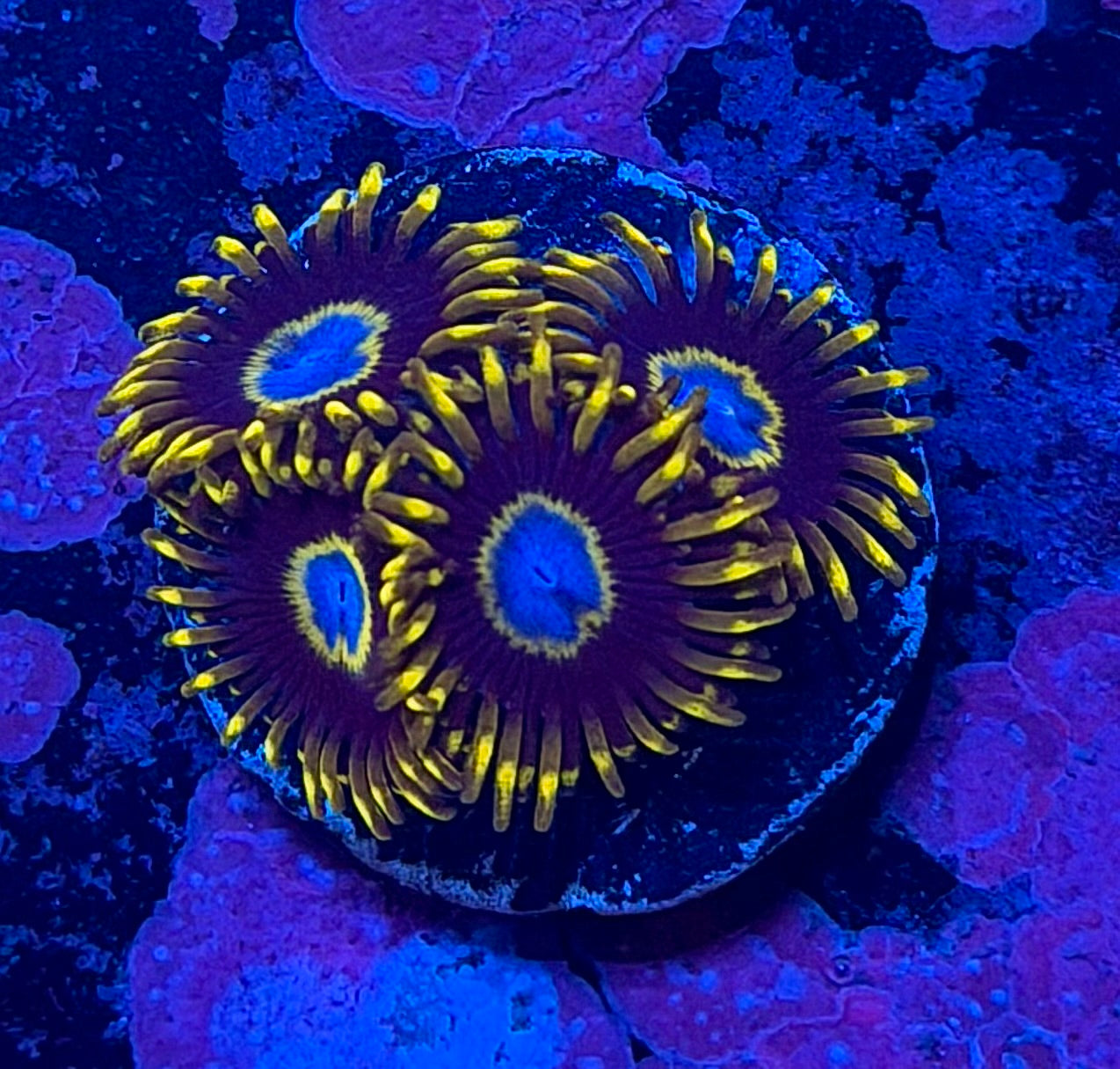 Purple Hornet Zoanthids