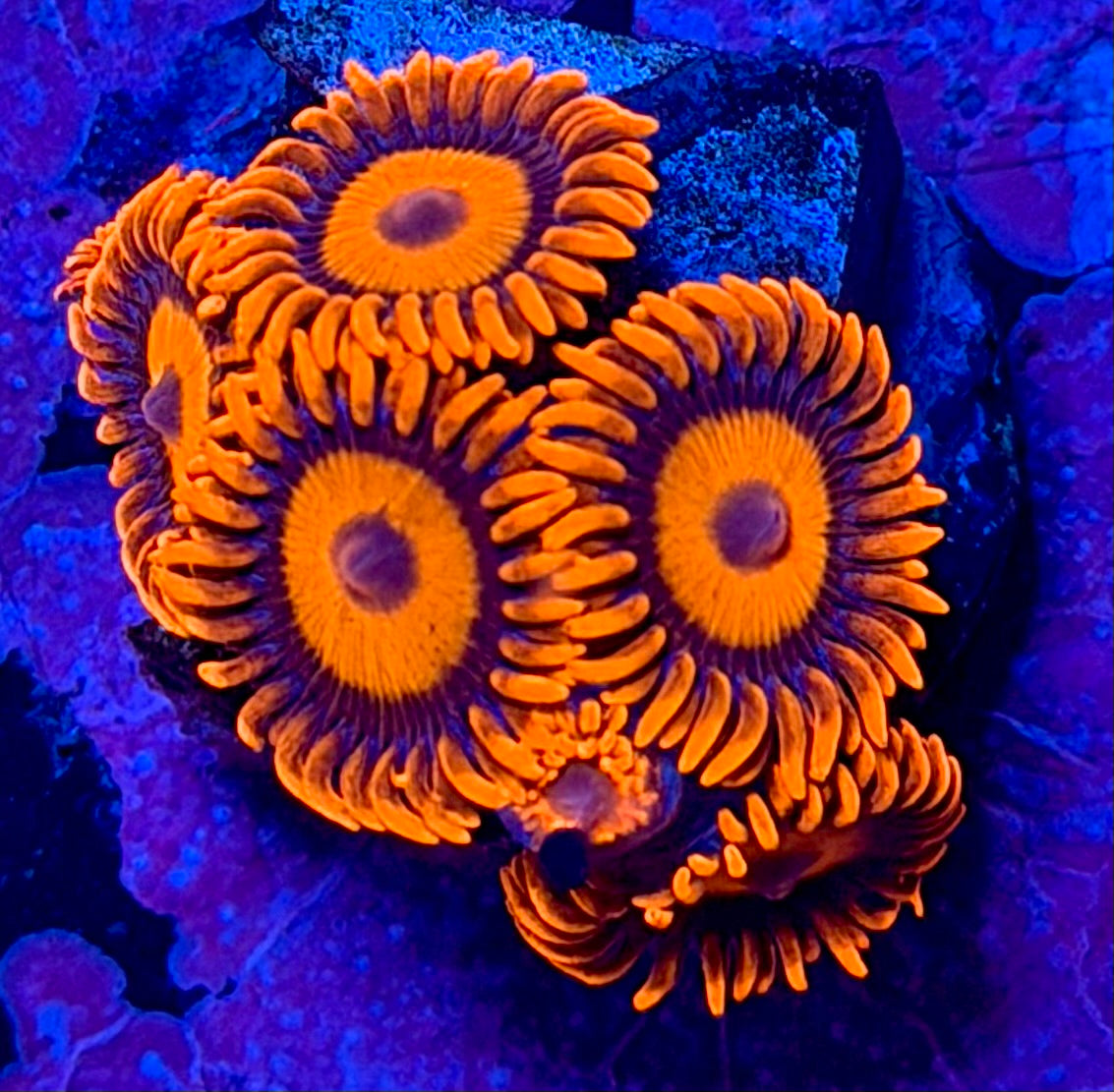 Orange Oxide Zoanthids