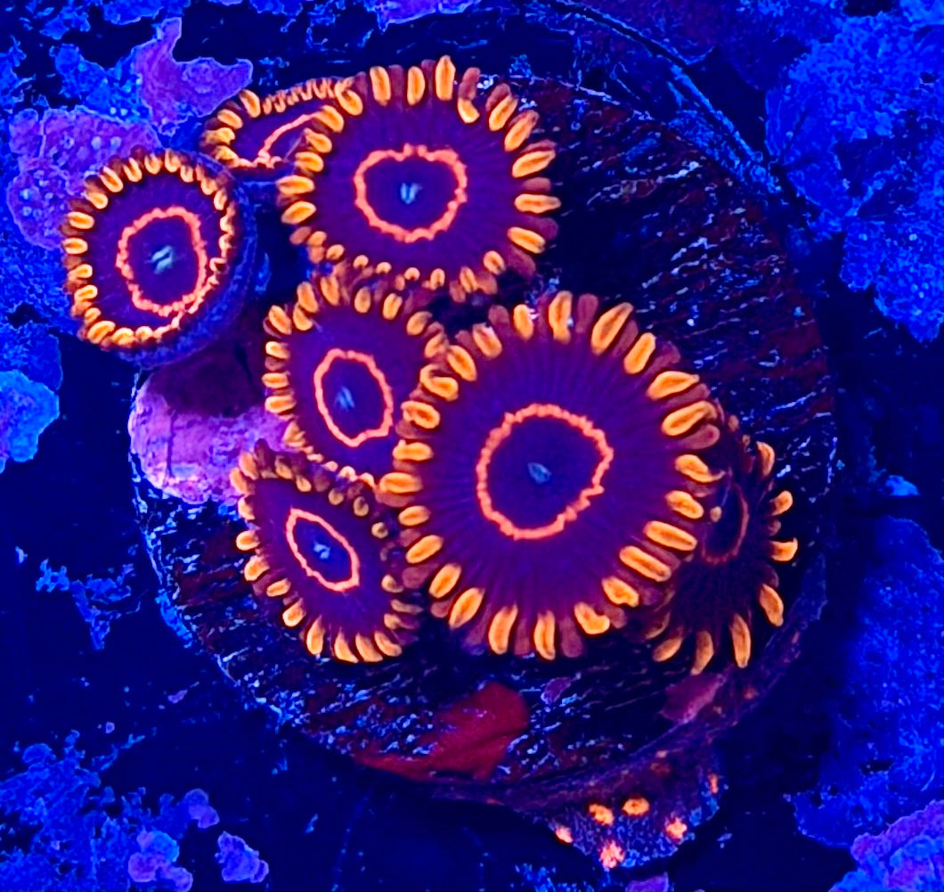 Red Hornet Zoanthids