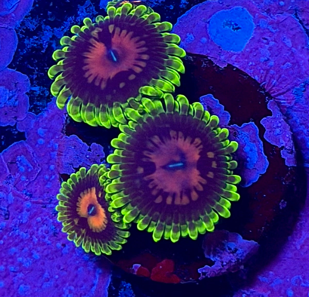 Scarlet Fever Zoanthids