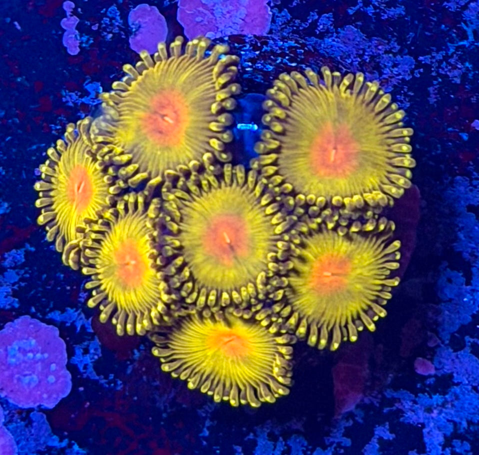 Golden Gods Zoanthids