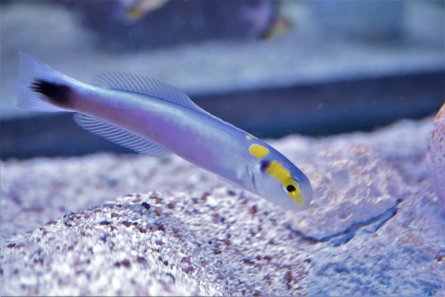 Tilefish: Yellowhead