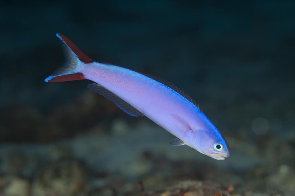 Tilefish: Purple