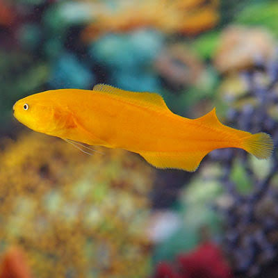 Goby: Yellow Eel