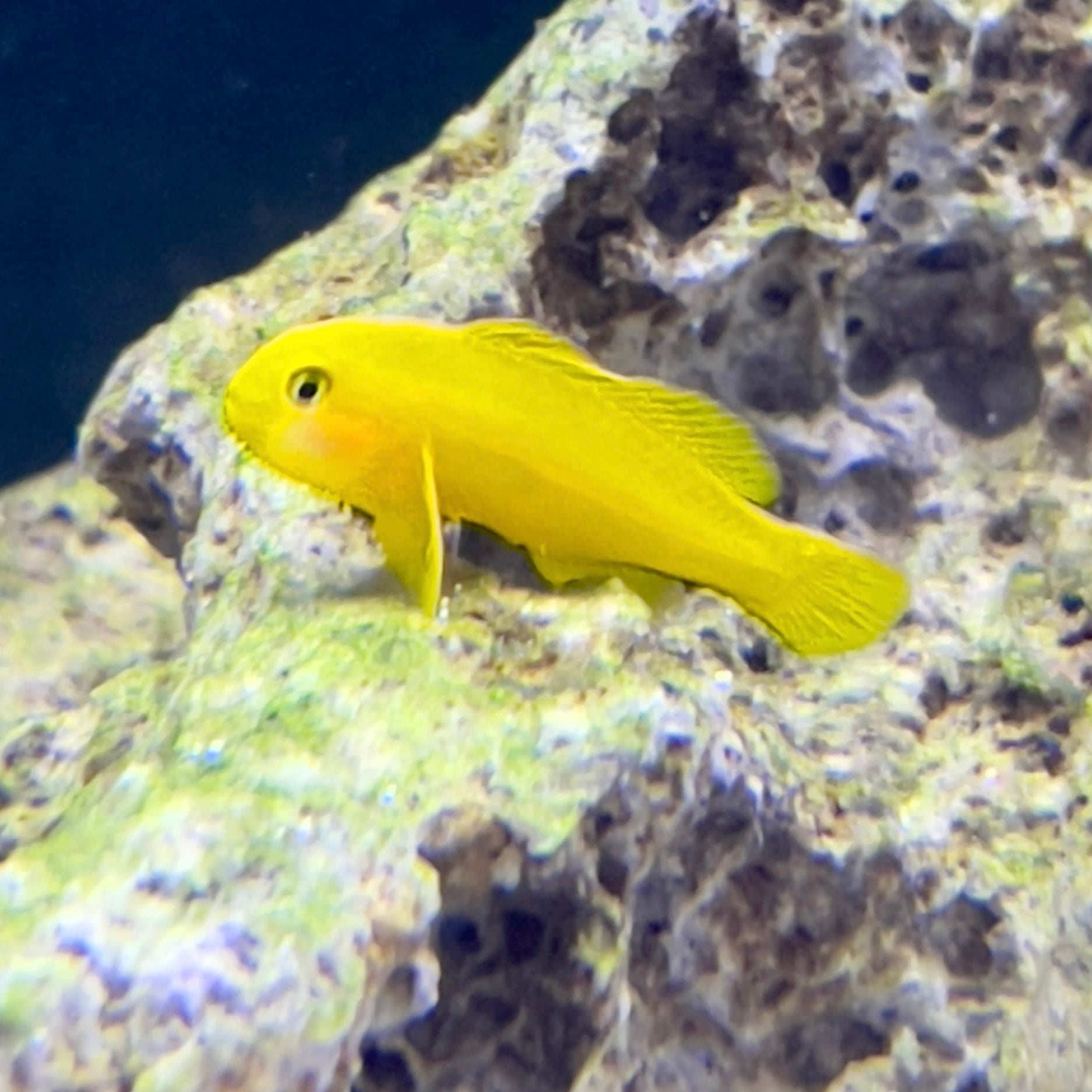 Goby: Yellow Clown; Sol.