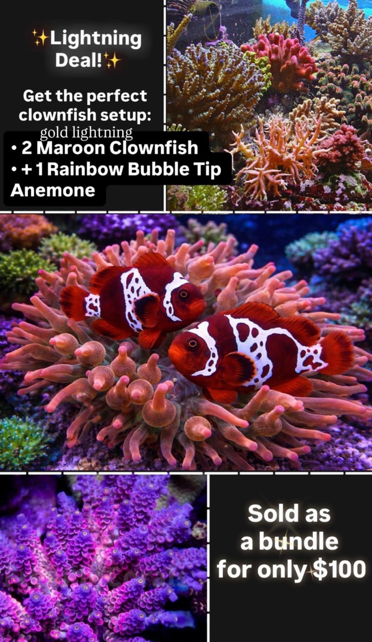 Clown: Maroon;GoldxLightning;CB