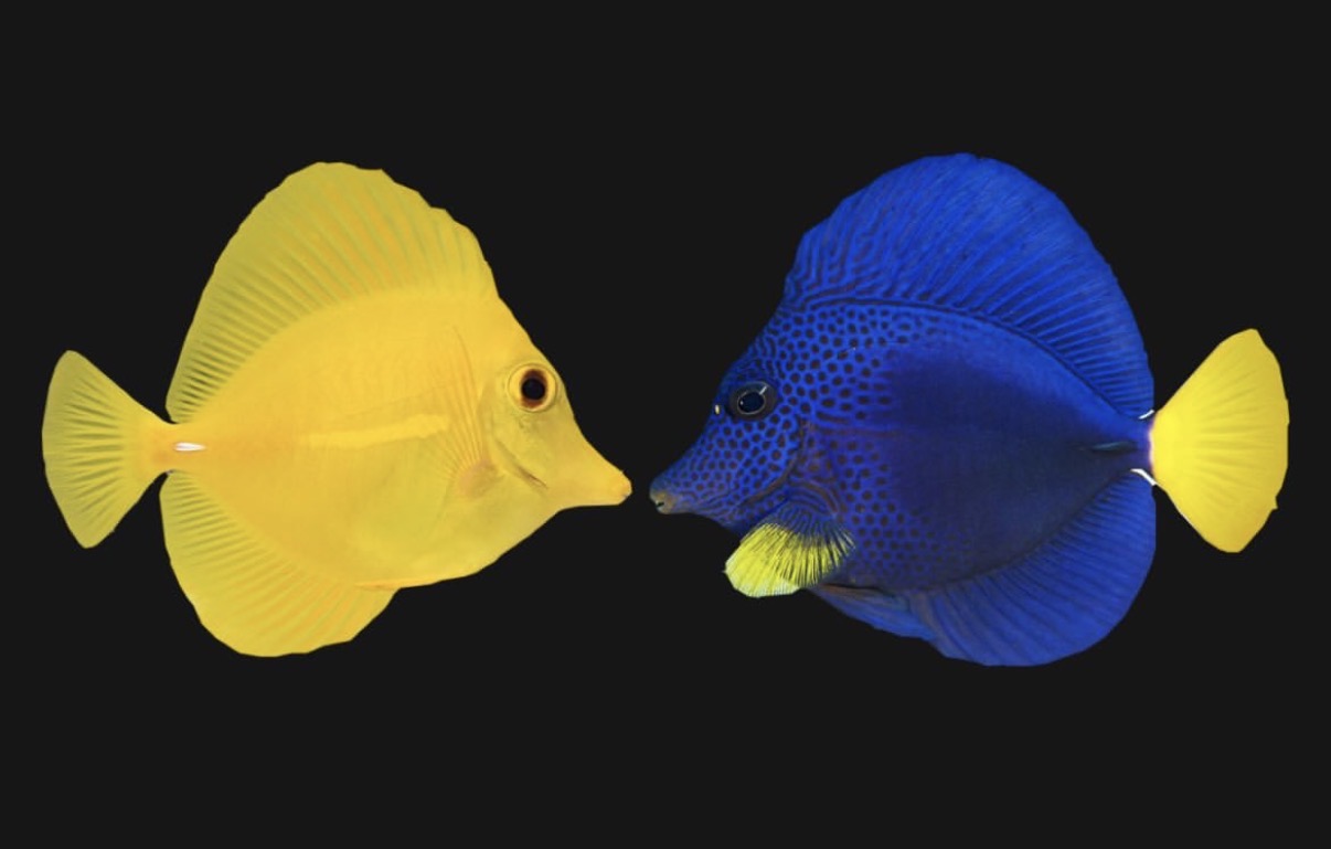 YELLOW TANG & PURPLE TANG