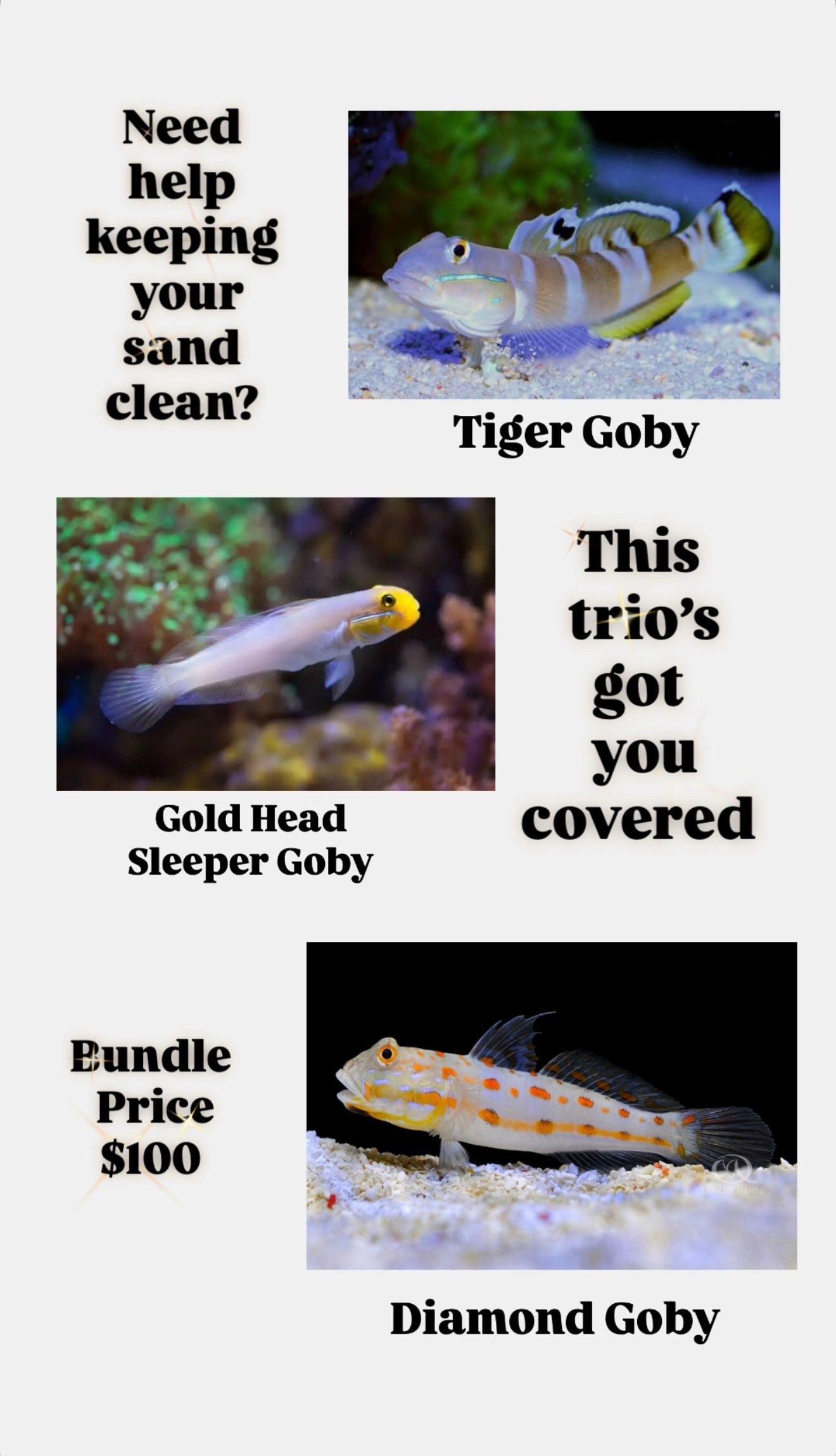 Tiger Goby, Diamond Goby, Gold Head Sleeper Goby Pack