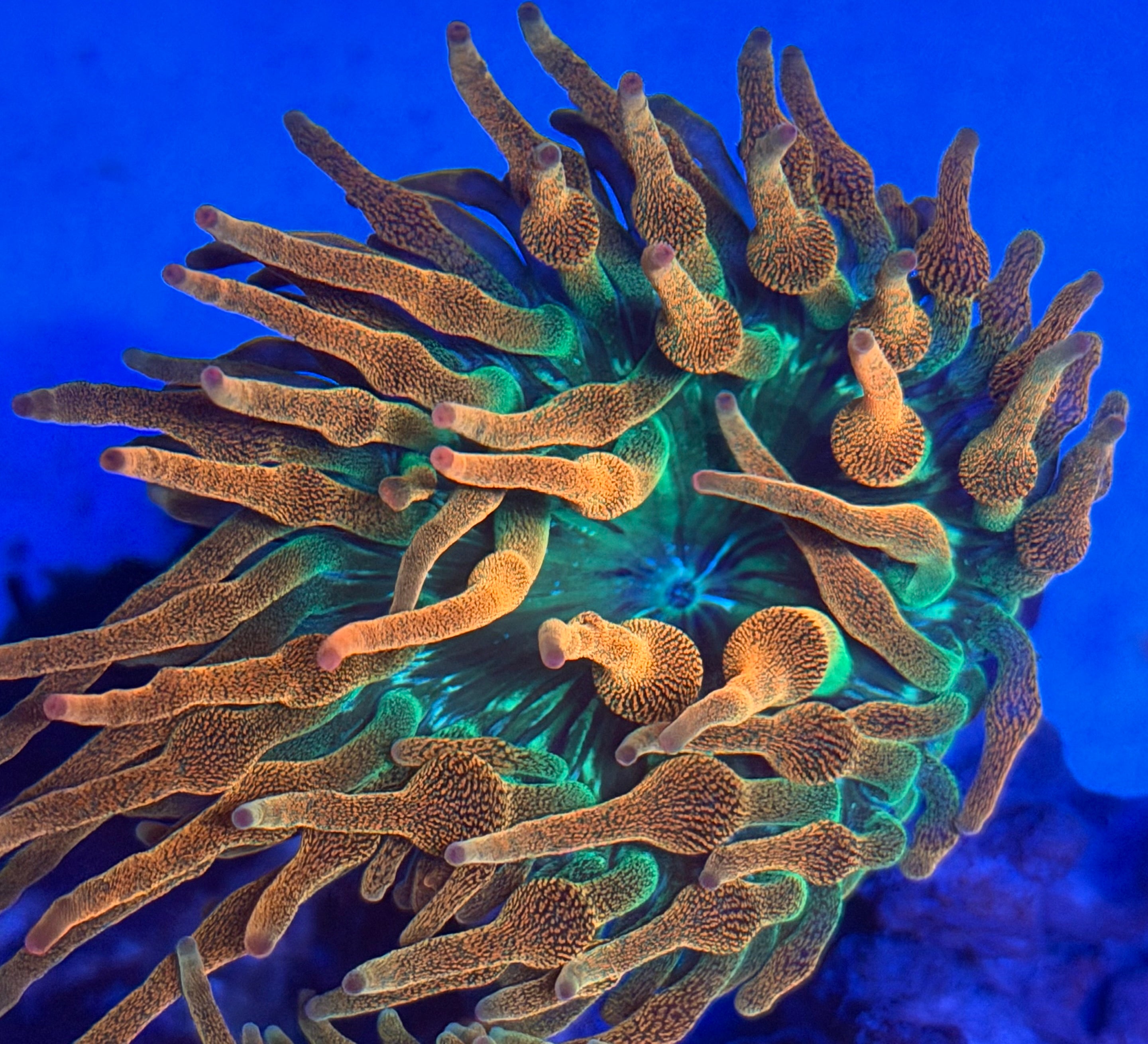 Rainbow Bubble Tip Anemone