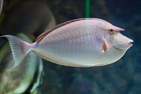 Tang: Unicorn