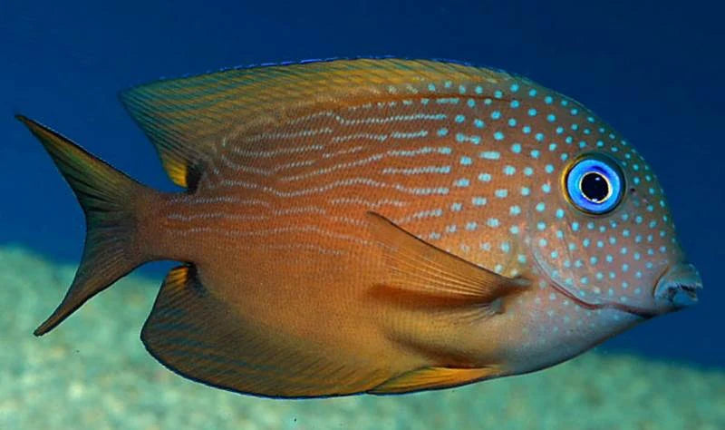 Tang: Blue Eye