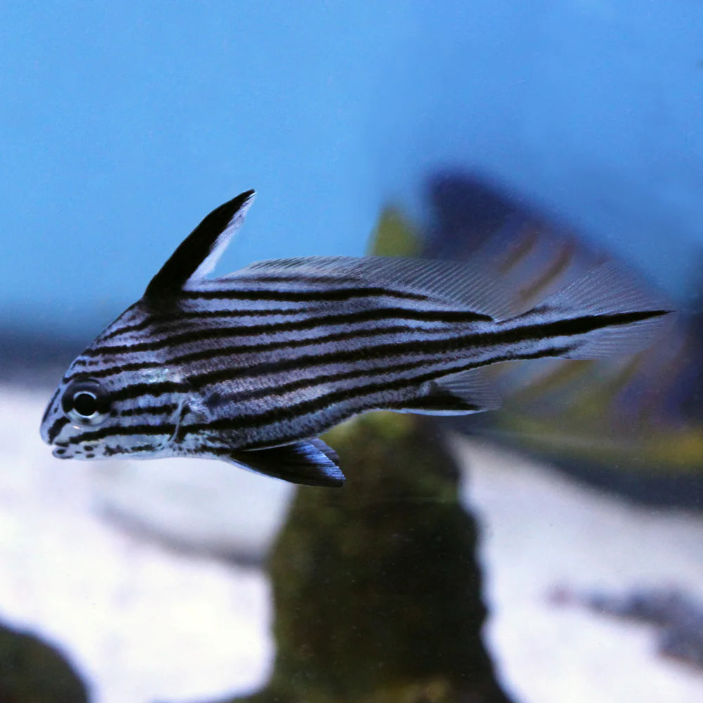 Misc. Fish: Hi-Hat; Atl.