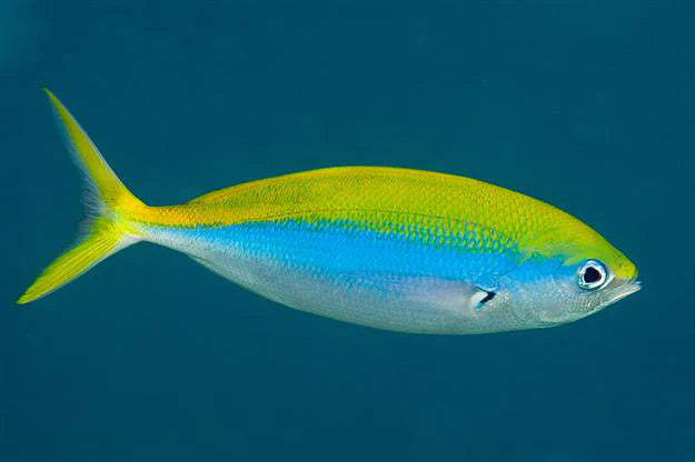 Misc. Fish: Fusilier: Assorted Color