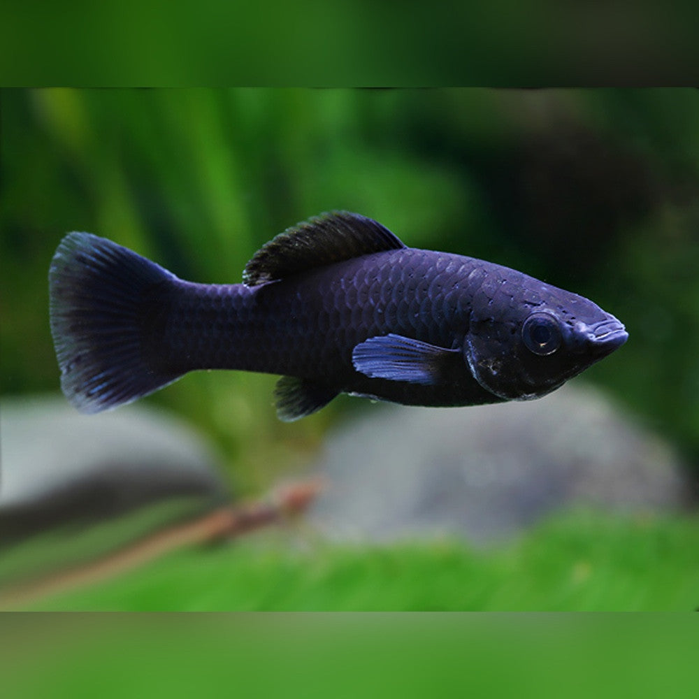 Misc. Fish: Black Molly; Saltwater