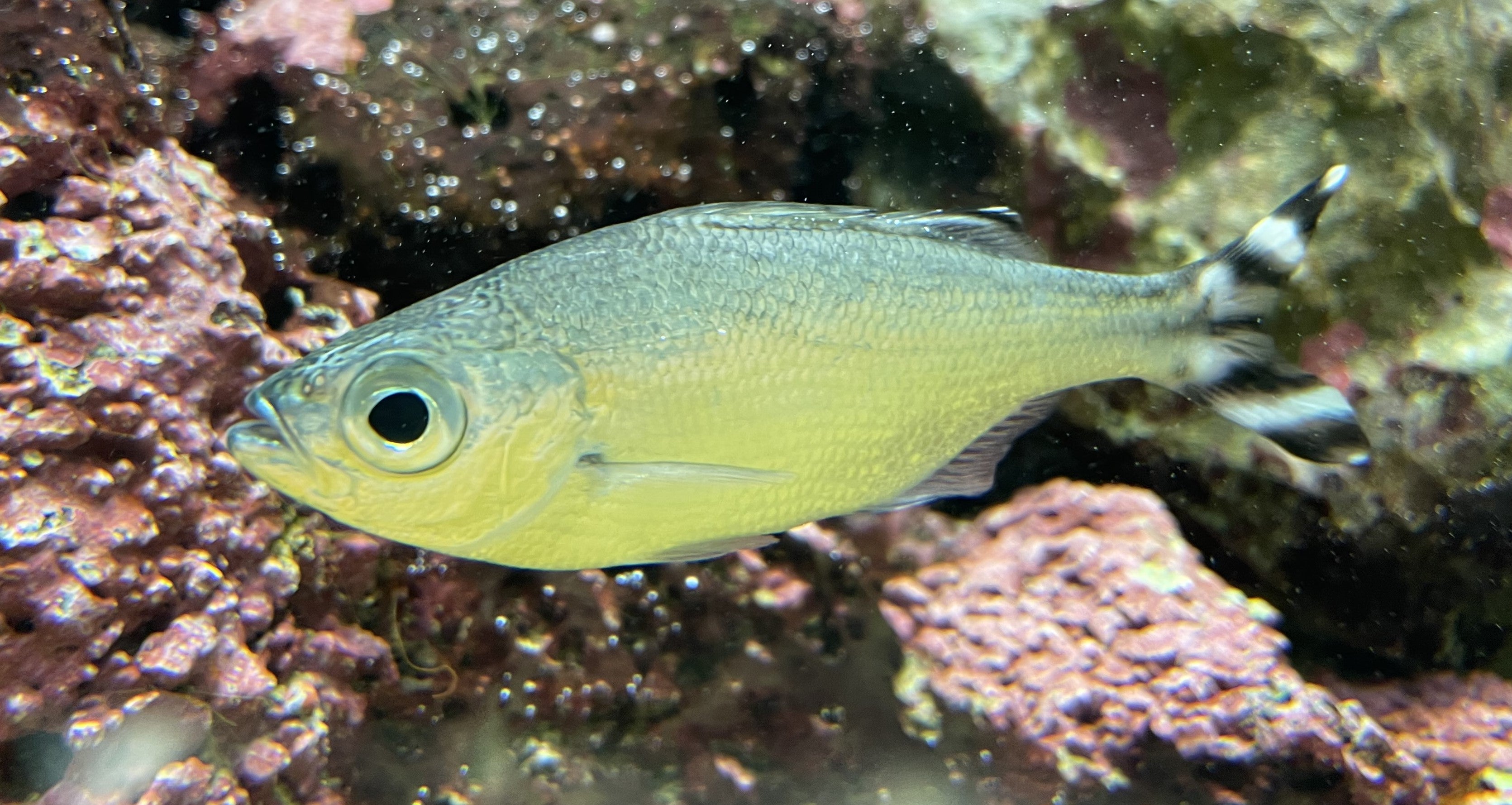 Misc. Fish: Barred Flagtail