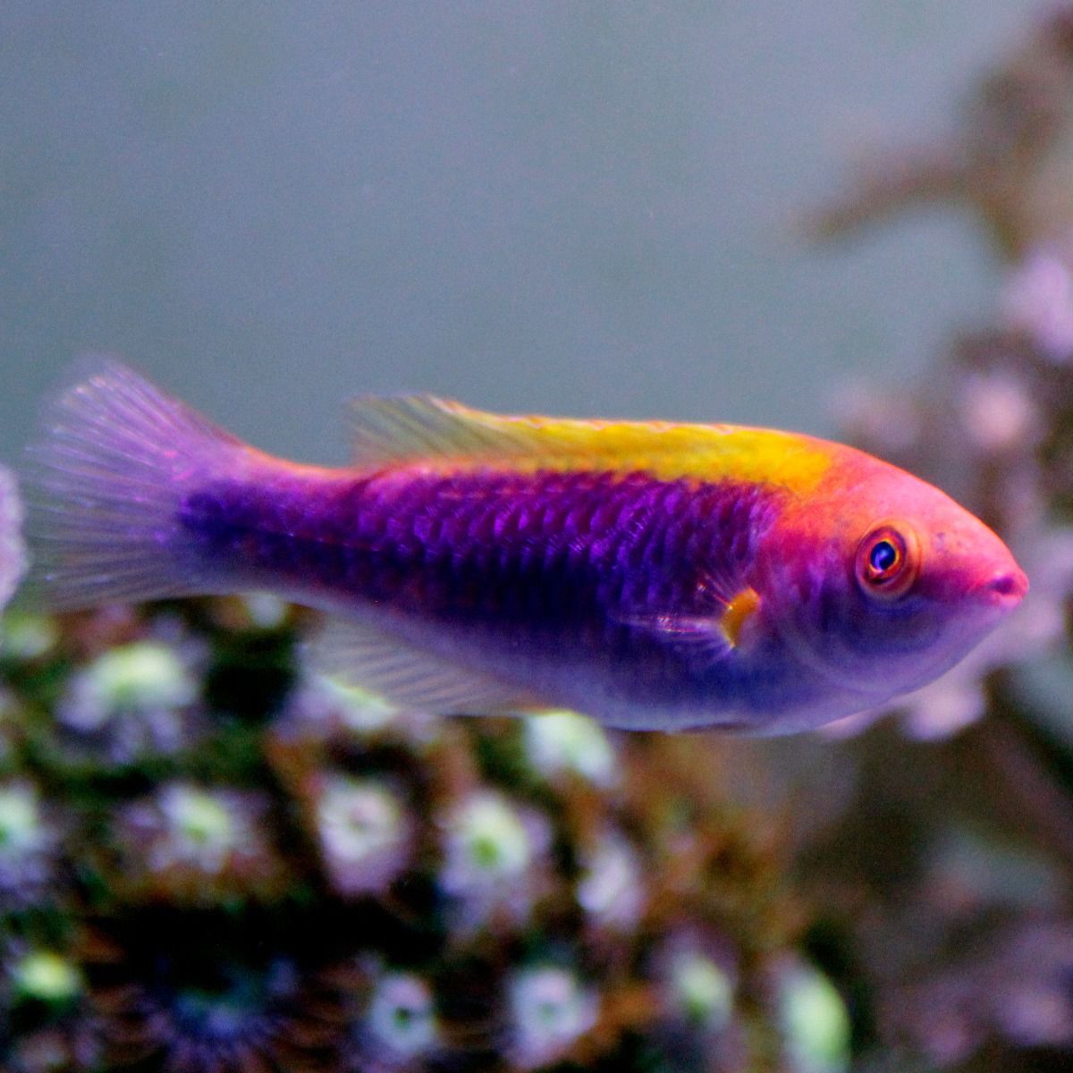 Wrasse: Tricolor Fairy; Male