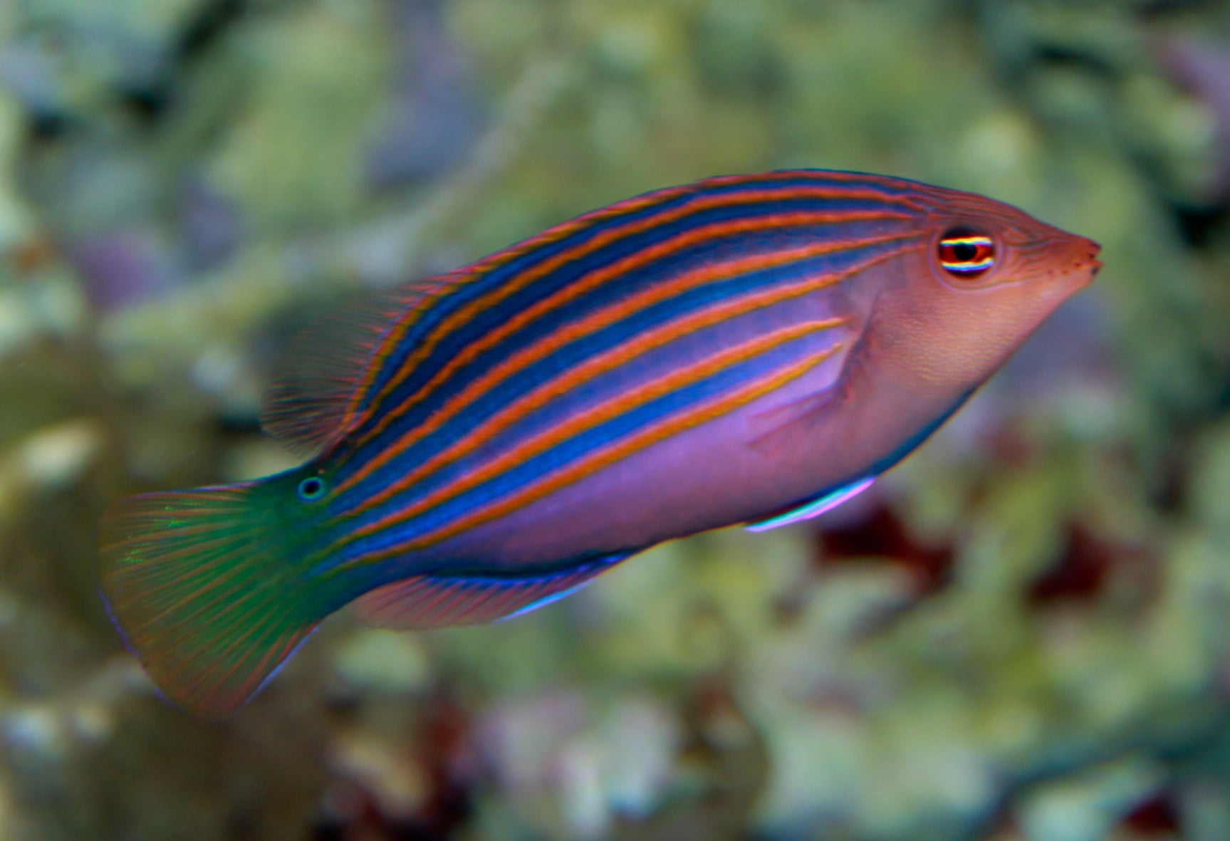 Wrasse: Six Line