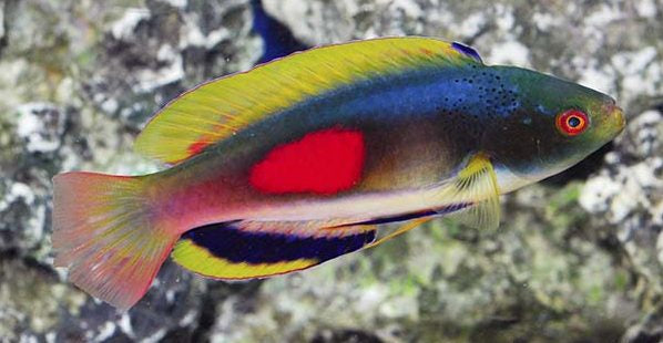 Wrasse: Scotts; Male; Fiji
