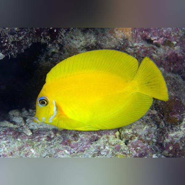 Tang: Lemonpeel Mimic; Fiji