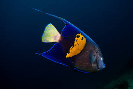 Angel: Maculosus; Red Sea