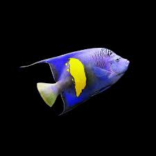 Angel: Maculosus; Red Sea