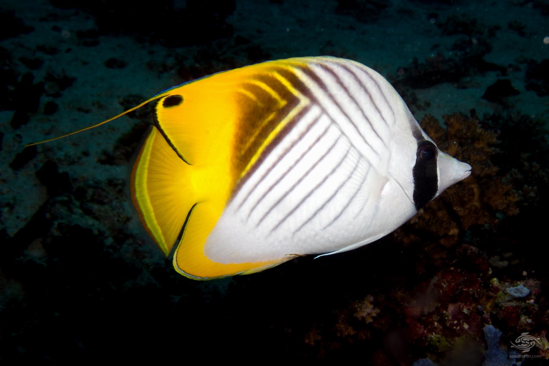 Butterfly: Auriga (Threadfin) B/F; Aus.