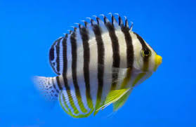 Angel: Multi-Barred; Mar.