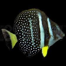 Tang: Guttatus