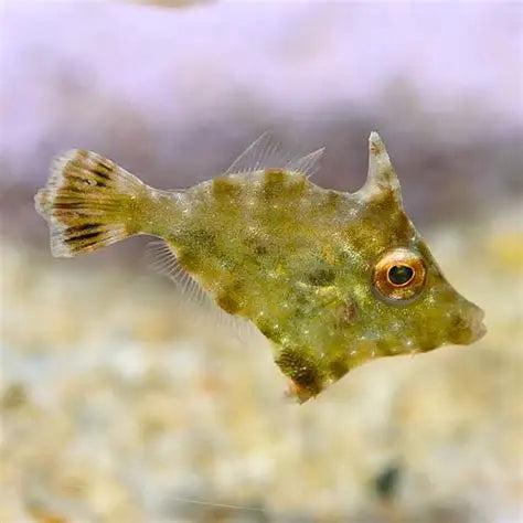 File: Aiptasia Eating