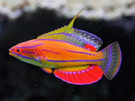 Wrasse: McCoskeri Flasher; Male
