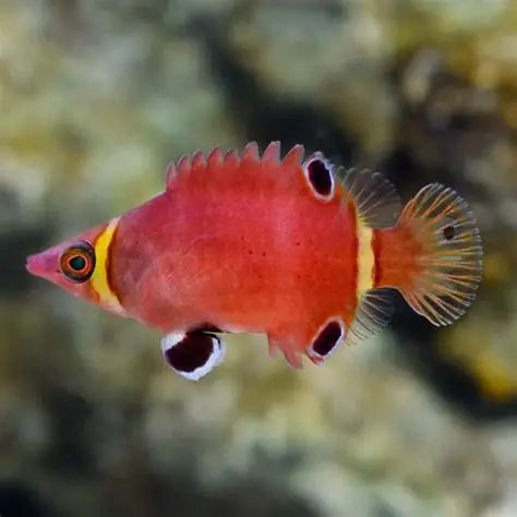 Wrasse: Yellow Banded Possum