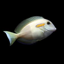Tang: Orange Shoulder