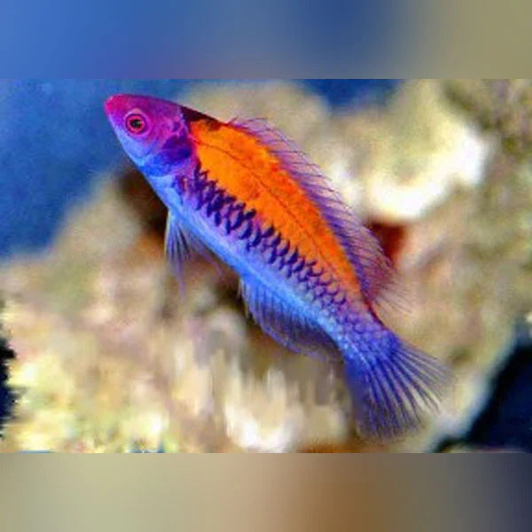 Wrasse: Beauperryi Fairy; Male