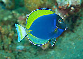 Tang: Powder Blue Hybrid