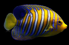 Angel: Regal; Yellow Belly