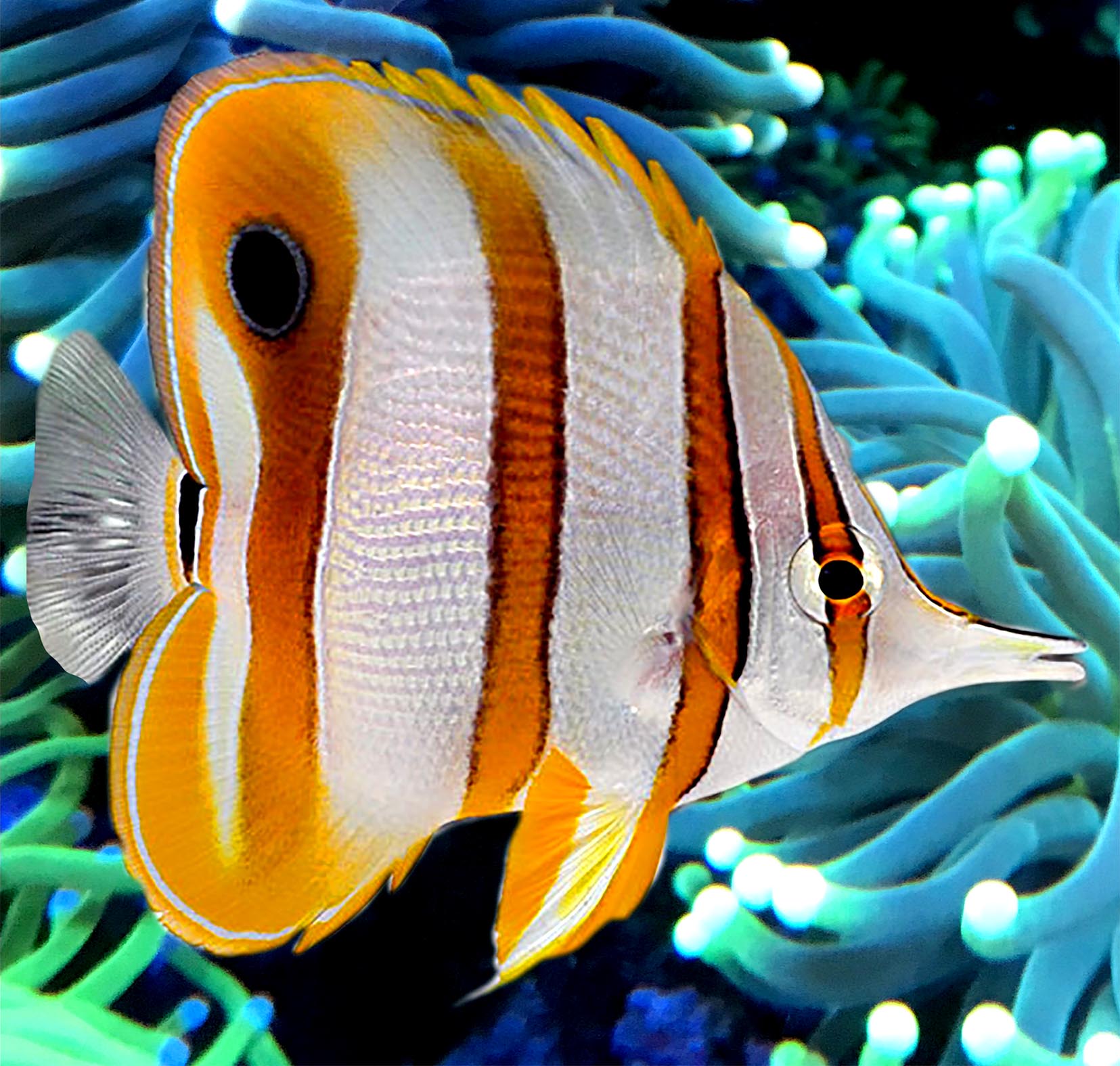 Butterfly: Foureye; Atlantic