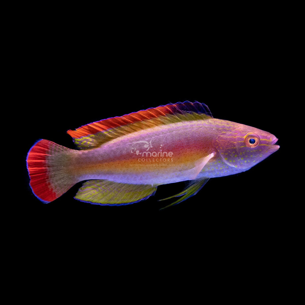 Wrasse Rd Mrgn Fairy SUPER Ma