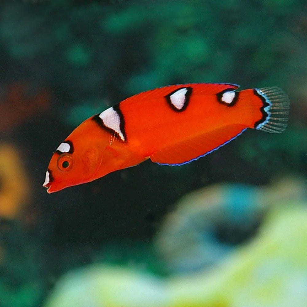 Wrasse: African Coris  Juv.