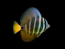 Tang: Sailfin