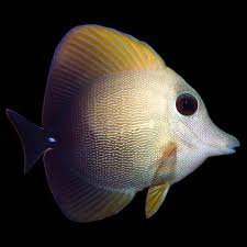 Tang: Scopas
