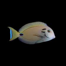 Tang: Tennenti