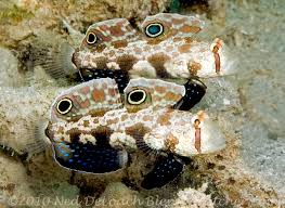 Goby: Twinspot; Pair; Aus.