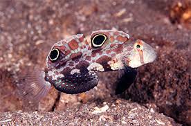 Goby: Twinspot (Signal)